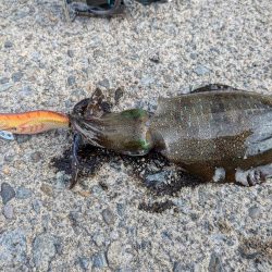 朝マズメの短時間勝負